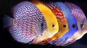 ناگفته های ماهی دیسکس ( Discus Fish Secrets ُ)