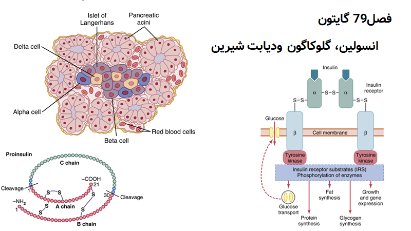 پاورپوینت فیزیولوژی انسولین ، گلوکاگون و دیابت شیرین(فصل 79 گایتون)به همراه توضیح صوتی